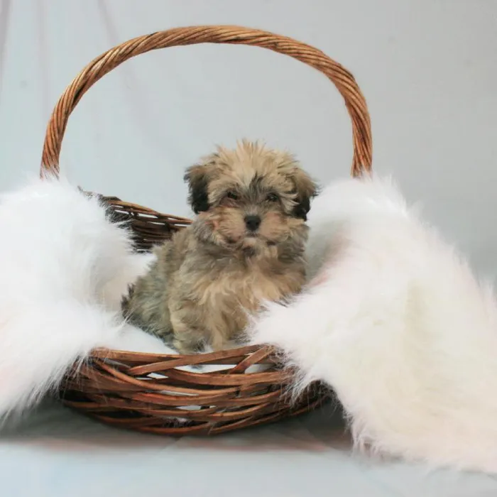 Female Havanese Puppy for sale