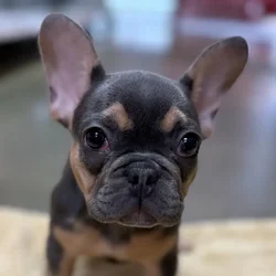 car_main_img_/media/ap_media/pets/MSKCSFFMINQI67180.webp.250x250_q85.webp