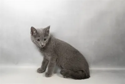 Male Russian Blue kitten named Slate for sale at Petland North Kansas.