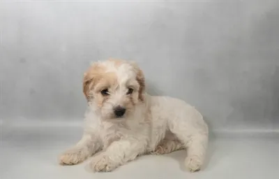 Female Cockapoo puppy for sale at Petland Blue Springs.