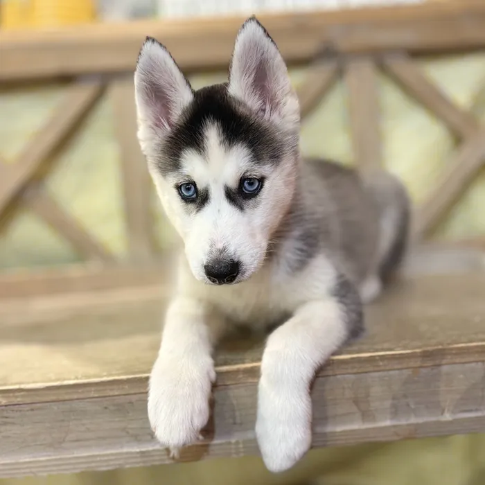 Female Siberian Husky puppy named Juno for sale at Petland North Kansas.