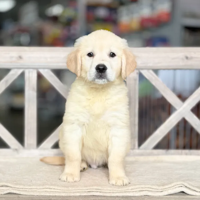 Male Golden Retriever puppy for sale at Petland Blue Springs.
