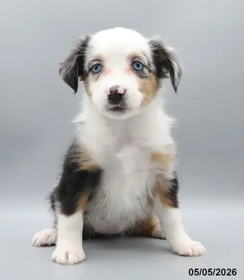 Female Miniature American Shepherd puppy named Evie for sale at Petland Blue Springs.