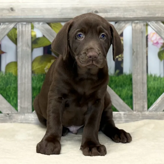 Male Labrador Retriever puppy named Edward for sale at Petland Blue Springs.