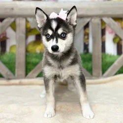 Female Alaskan Klee Kai puppy named Ruby for sale at Petland Blue Springs.