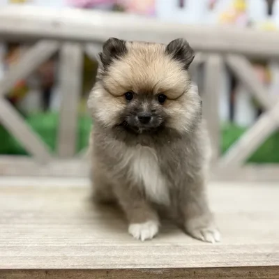 Male Pomeranian puppy named Woody for sale at Petland Blue Springs.