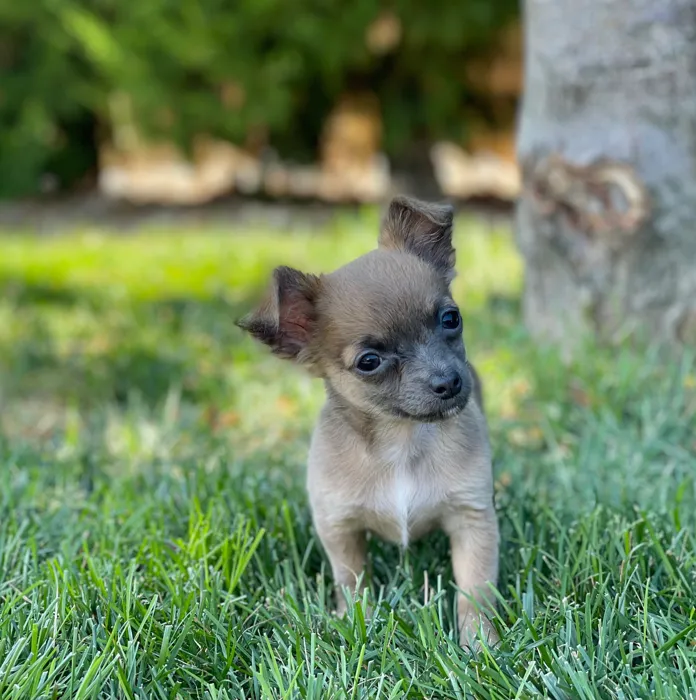 image_cropper_A7490869-F152-4C6E-A58D-D8D0AC77AEB2-64129-000009F385E3A011.jpg