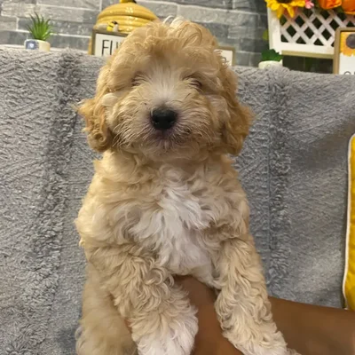 Male Mini Goldendoodle F1Bb puppy named Riley for sale at Petland North Kansas.