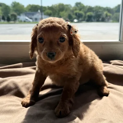 Female Cavapoo puppy named Frankie for sale at Petland Blue Springs.