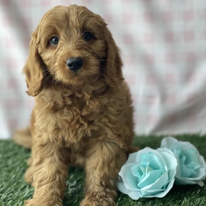 Female Mini Goldendoodle Puppy for sale