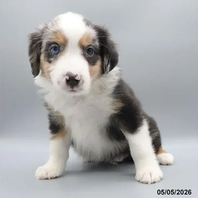 Male Miniature American Shepherd puppy named Roman for sale at Petland North Kansas.