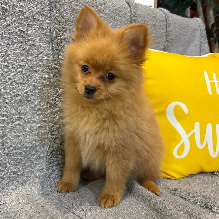 Female Pomeranian puppy named Hailey for sale at Petland North Kansas.