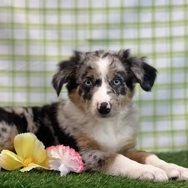 Male Australian Shepherd Puppy for sale