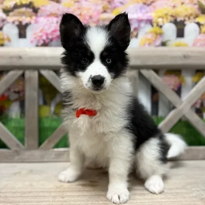 Male Pomsky puppy named Loki for sale at Petland Blue Springs.