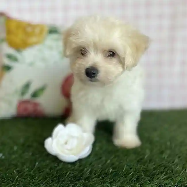Male Maltipoo Puppy for sale