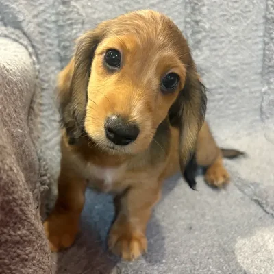 Male Dachshund puppy named Buster for sale at Petland North Kansas.