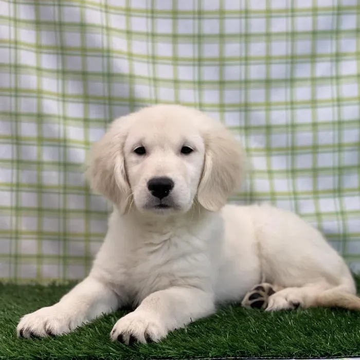 Male Golden Retriever Puppy for sale