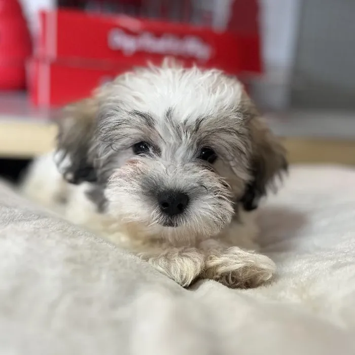 Male Teddy Bear Puppy for Sale in Blue Springs, MO