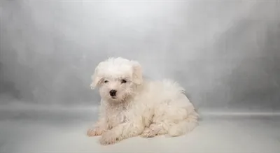 Female Maltese puppy named Cristina for sale at Petland Blue Springs.