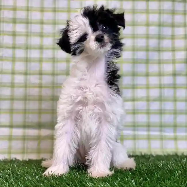 Female Chinese Crested Puppy for sale