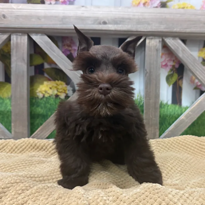 Female Mini Schnauzer puppy named Brownie for sale at Petland Blue Springs.