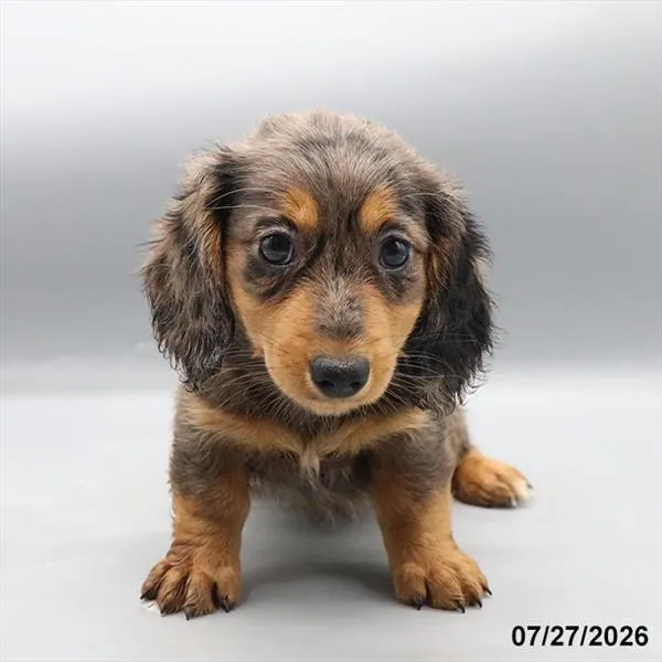 Female Dachshund puppy named Sammy for sale at Petland Blue Springs.