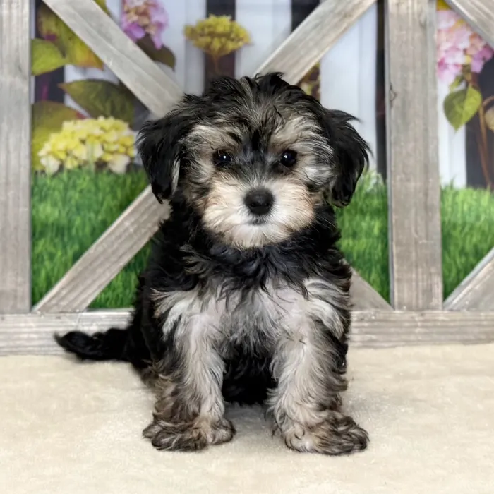 Male Morkie puppy named Johnathan for sale at Petland North Kansas.