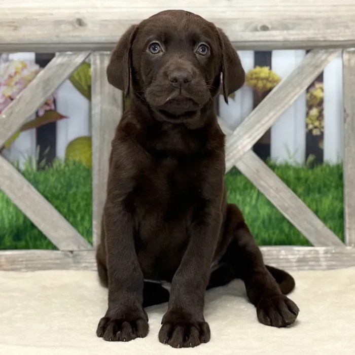 Male Labrador Retriever puppy named Edward for sale at Petland Blue Springs.