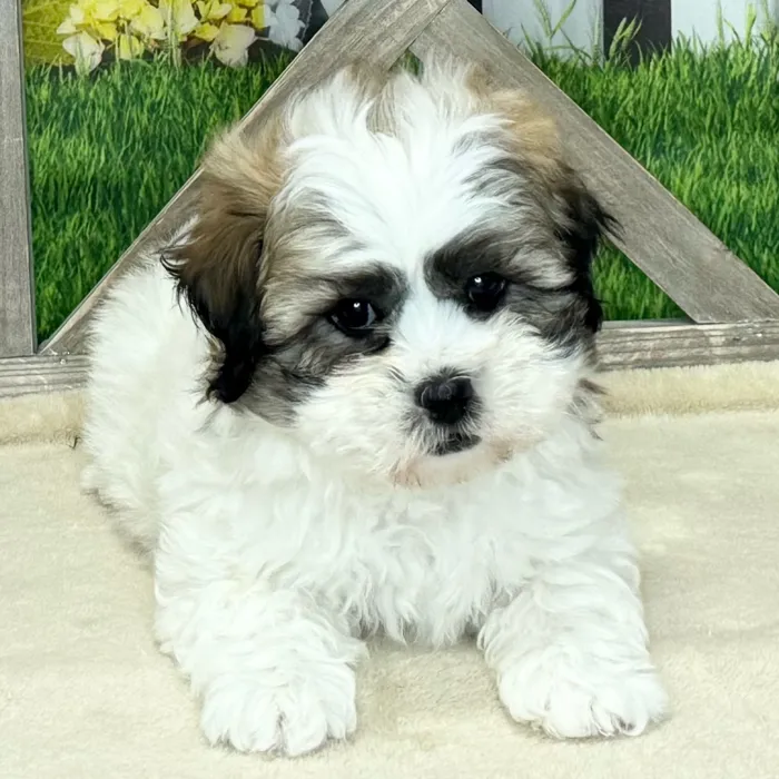 Male Teddy Bear puppy named Fred for sale at Petland Blue Springs.