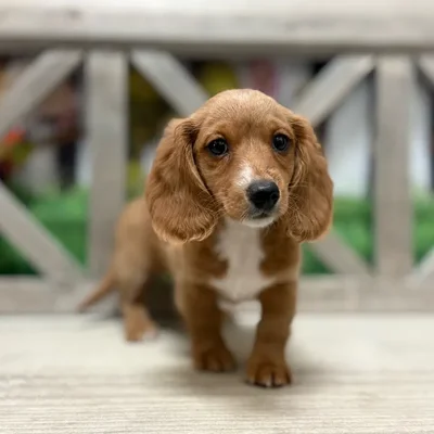 Male Dachshund puppy named Rusty for sale at Petland Blue Springs.