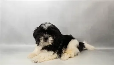 Male Shih Tzu puppy named Carl for sale at Petland North Kansas.