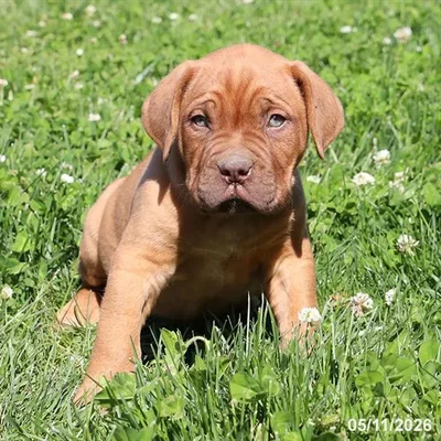 Male Dogue De Bordeaux puppy named Dong for sale at Petland Blue Springs.
