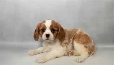 Female Cavalier King Charles Spaniel puppy named Lele for sale at Petland North Kansas.