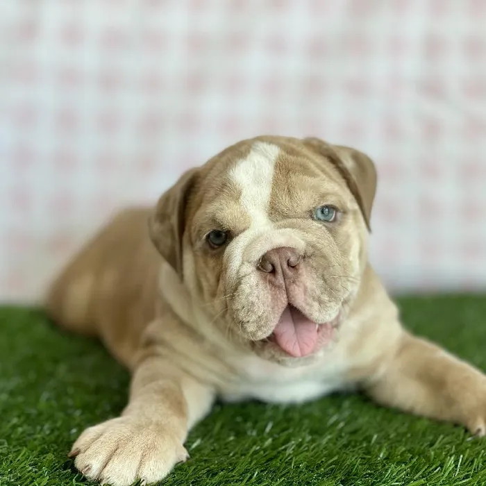 Male English Bulldog Puppy for sale