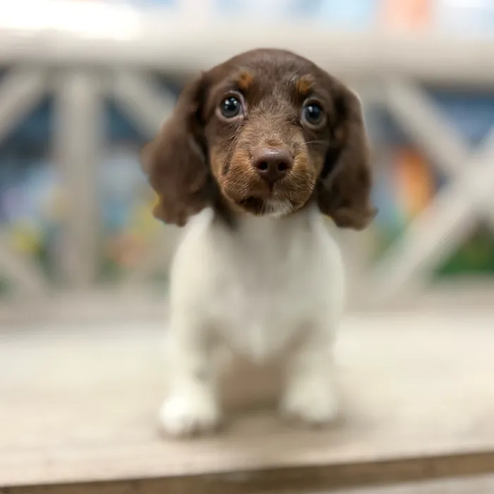 Male Dachshund puppy named Peep for sale at Petland Blue Springs.
