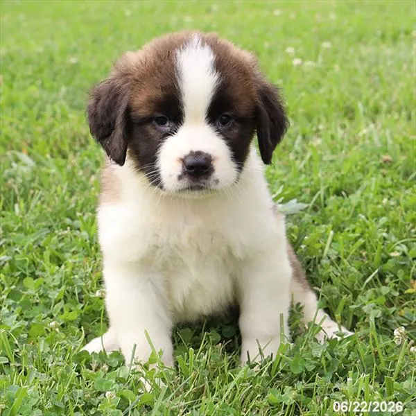 Female Saint Bernard puppy for sale at Petland Blue Springs.