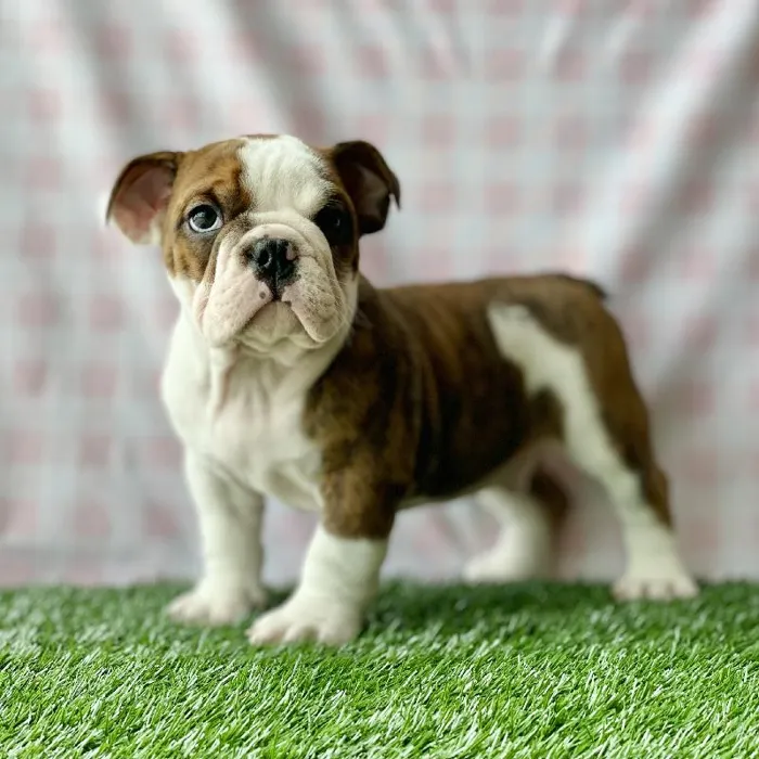 Male English Bulldog Puppy for sale