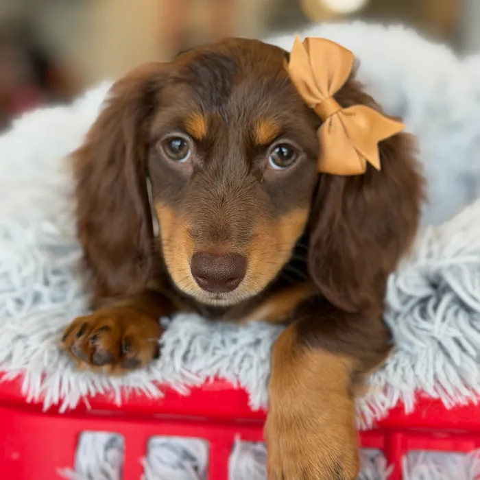 Female Dachshund puppy named Rose for sale at Petland North Kansas.