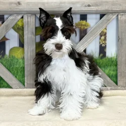 Female Mini Schnauzer puppy for sale at Petland Blue Springs.