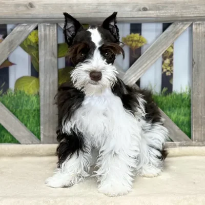 Female Mini Schnauzer puppy named Sunny for sale at Petland Blue Springs.