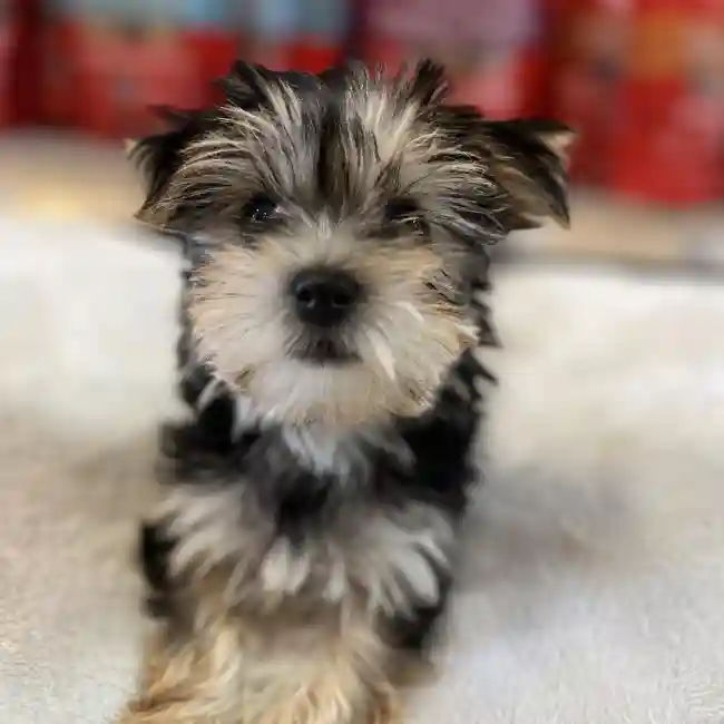 Female Morkie Puppy for Sale in Blue Springs, MO