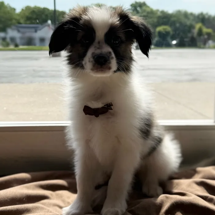 Male Papillon puppy named White for sale at Petland Blue Springs.