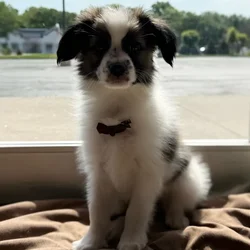 Male Papillon puppy named White for sale at Petland Blue Springs.