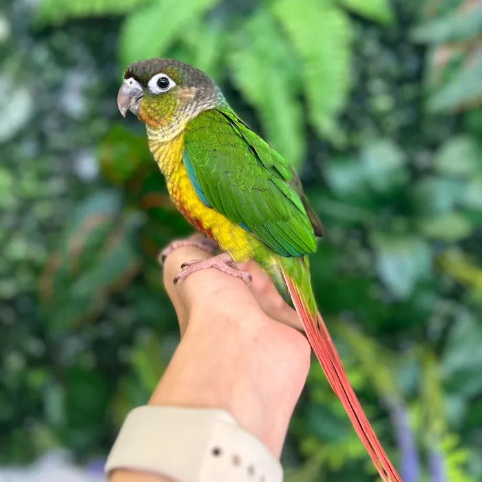Unknown Green Cheek Conure bird named Harry for sale at Petland Blue Springs.