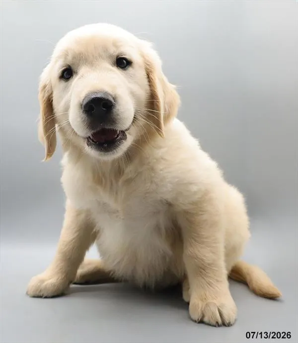 Male Golden Retriever puppy for sale at Petland Blue Springs.