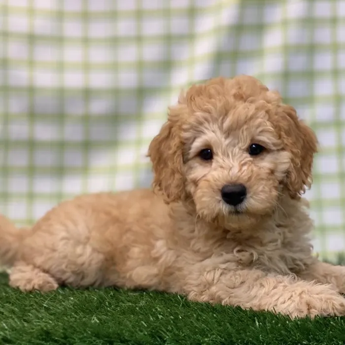 Male Mini Goldendoodle Puppy for sale