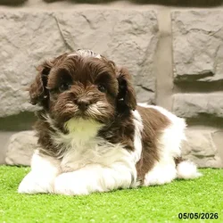 Female Havanese-Shih Tzu puppy for sale at Petland Blue Springs.