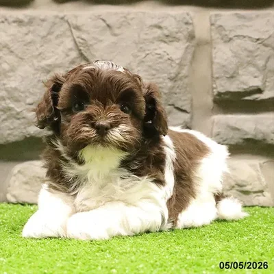 Female Havanese-Shih Tzu puppy for sale at Petland Blue Springs.