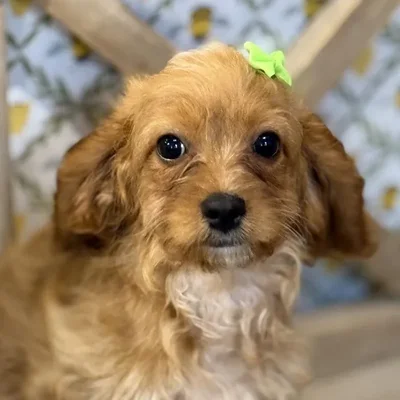 Female Cavapoo Puppy for Sale in Kansas City, MO