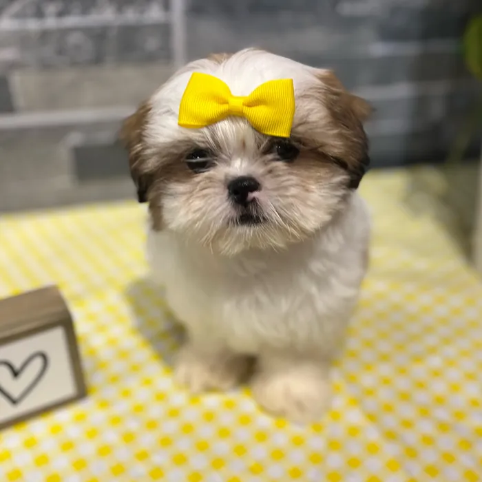 Female Shih Tzu puppy named Boo for sale at Petland North Kansas.